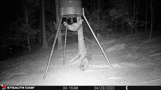 how to stop raccoons and squirrels from stealing your deer feed
