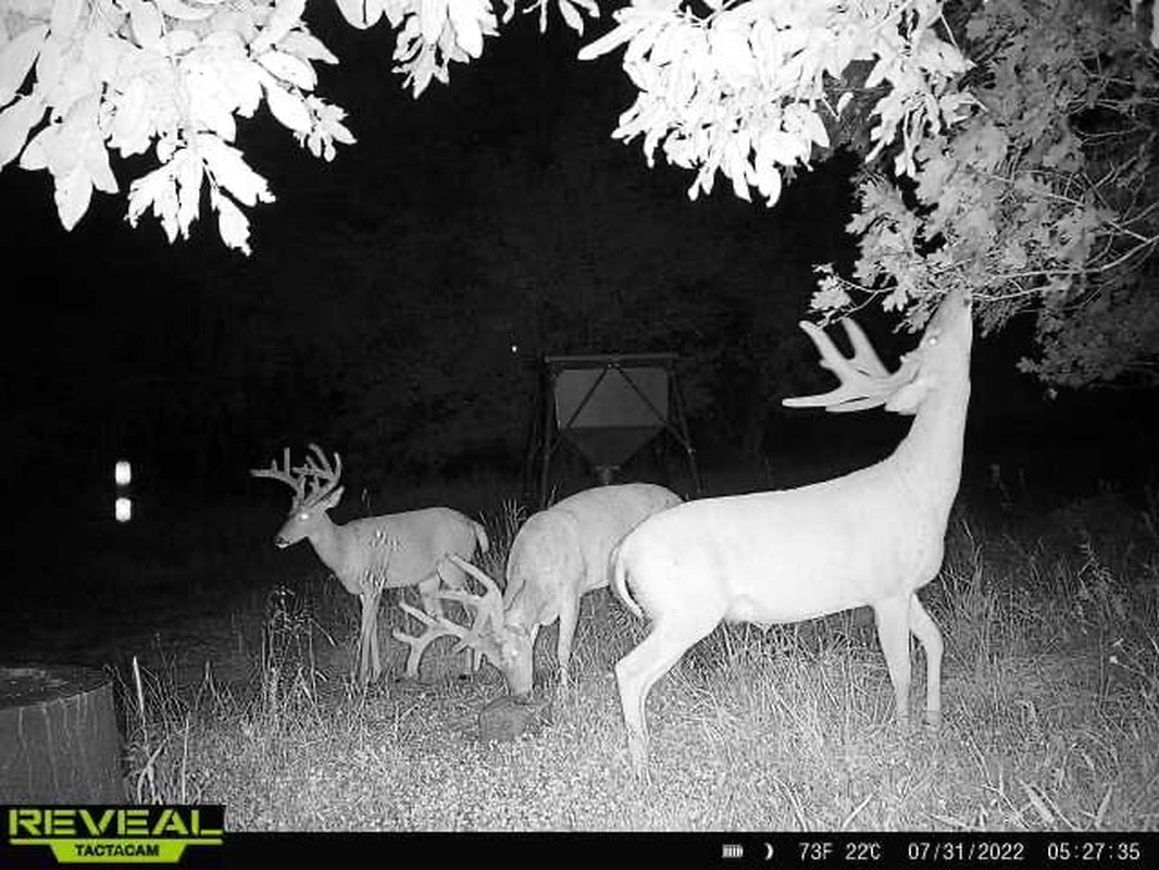 Black Ops Deer Anthem Attractant Deer Feed Protein Block, 25Lbs Single