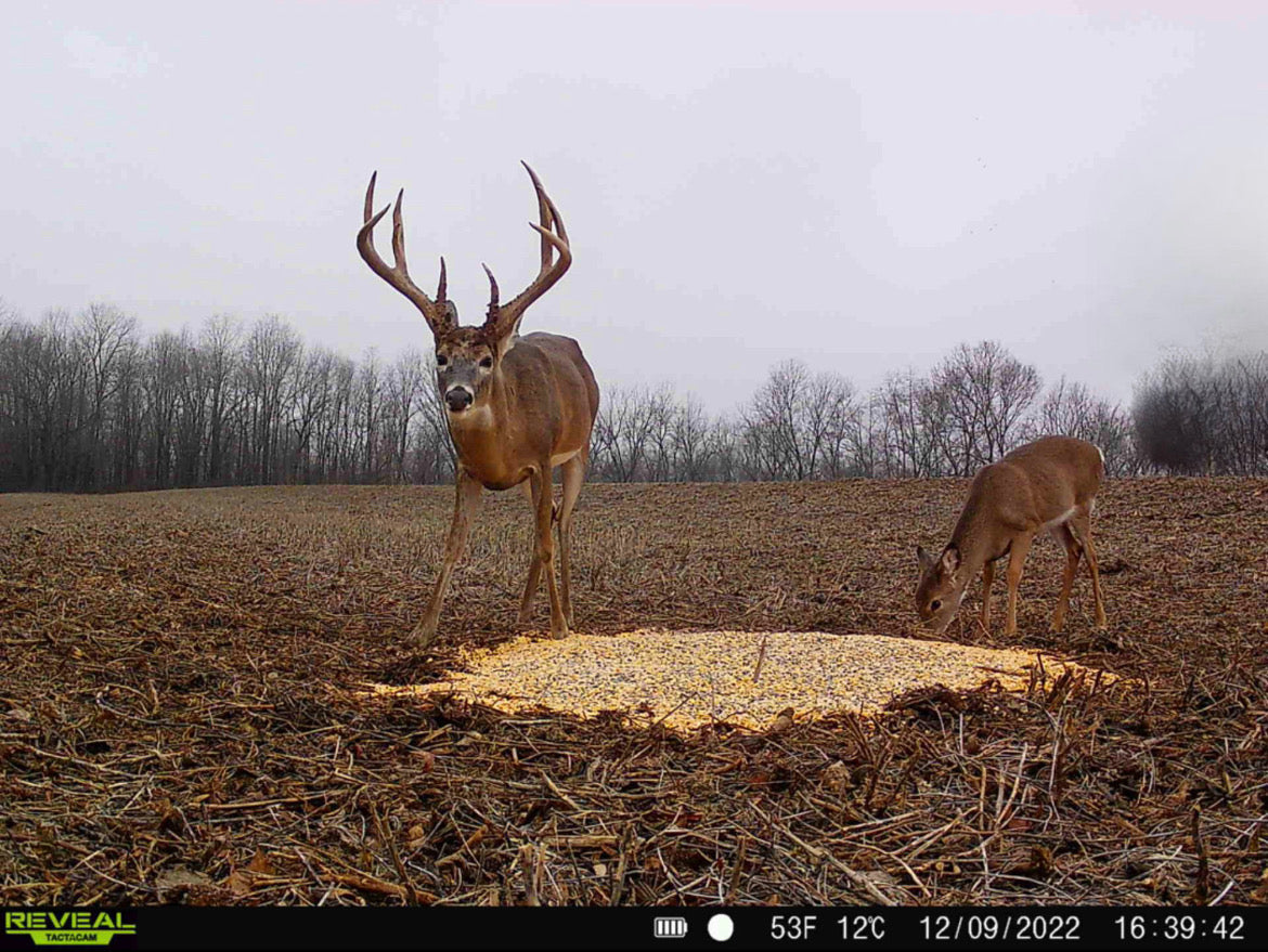Premium Deer Feed Made By Domain Outdoors