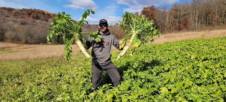 Illicit Deer Radish – Fall Food Plot Seed for Sandy or Tough Soils (Advanced Habitat Solutions)