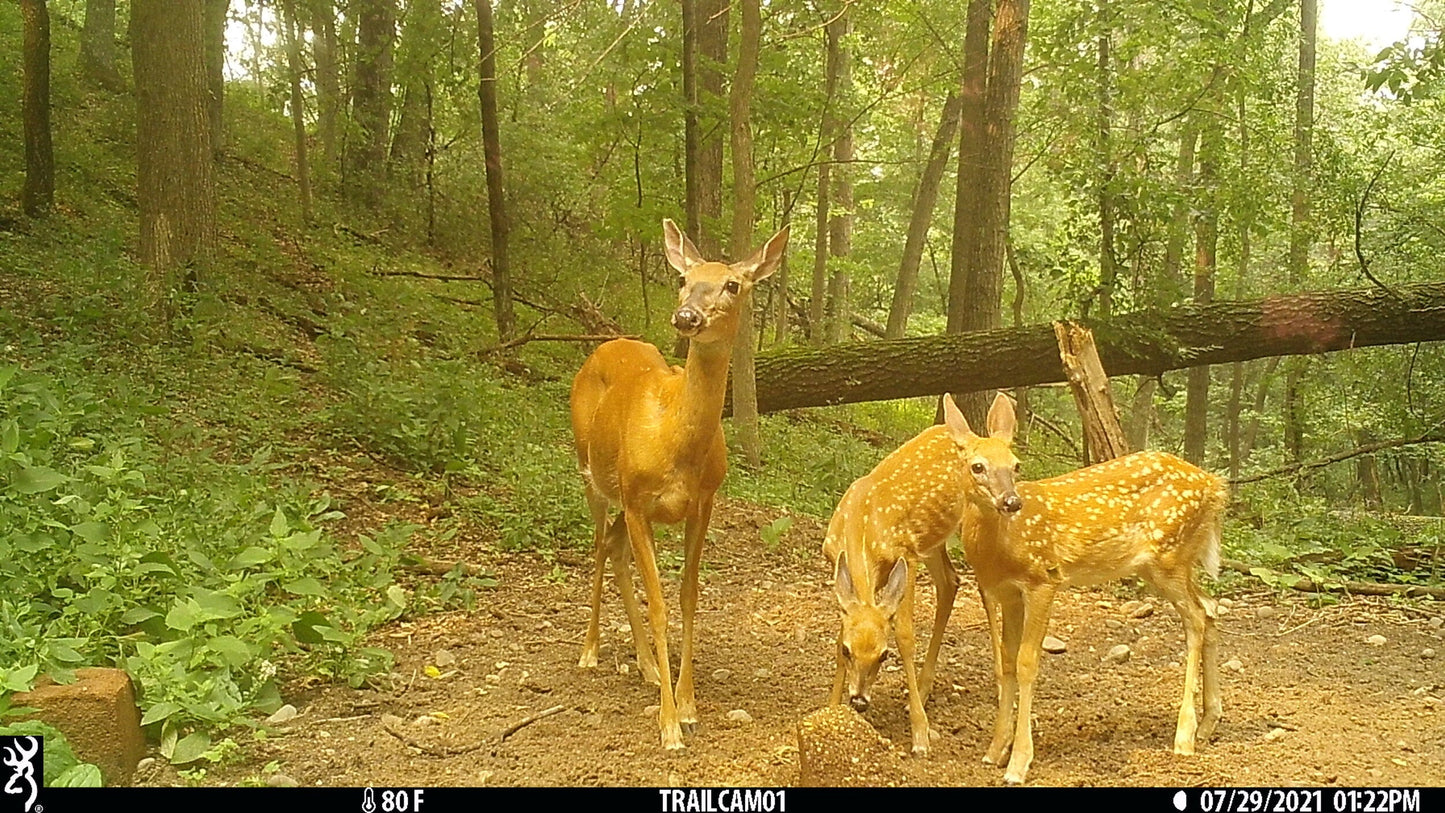 DOMAIN'S STOCKPILE DEER BLOCK - POWERFUL PROTEIN AND ENERGY