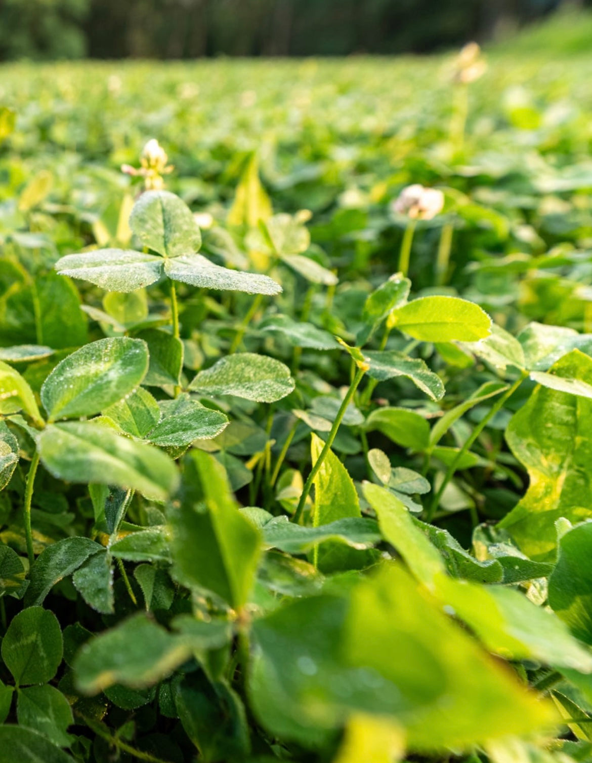 Domain Pounder - Ladino Clover Food Plot Seed