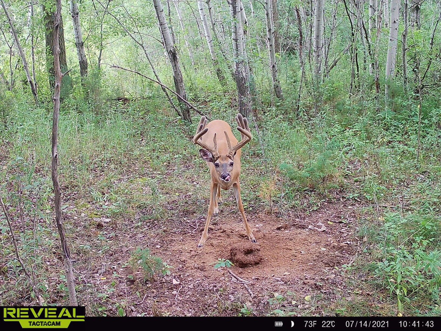 DOMAIN'S STOCKPILE DEER BLOCK - POWERFUL PROTEIN AND ENERGY