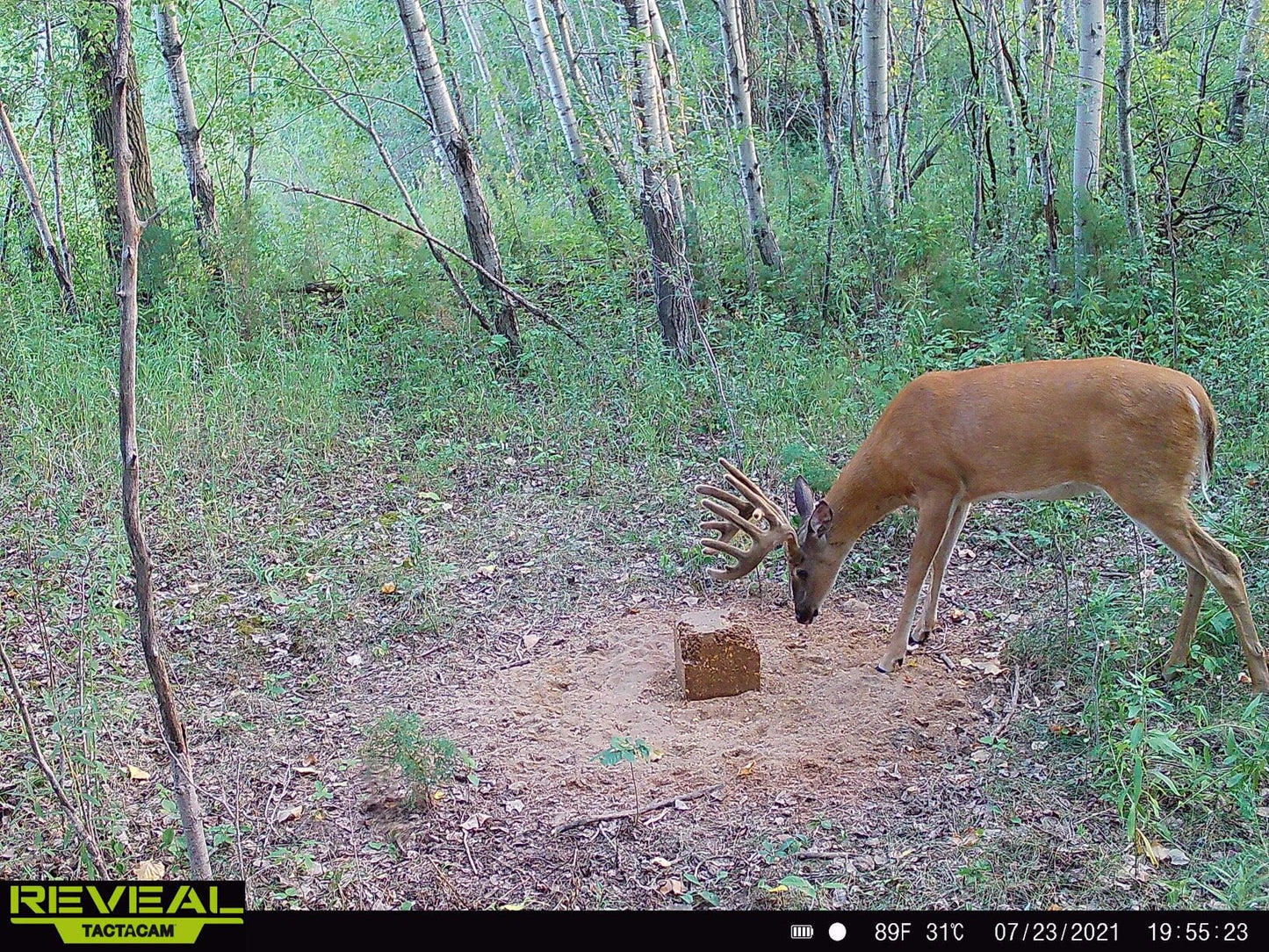 DOMAIN'S STOCKPILE DEER BLOCK - POWERFUL PROTEIN AND ENERGY