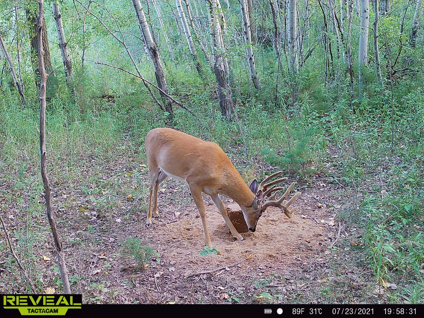 DOMAIN'S STOCKPILE DEER BLOCK - POWERFUL PROTEIN AND ENERGY