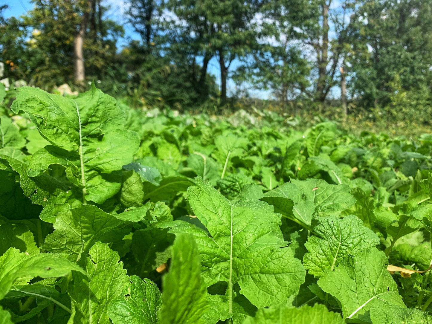 Bombshell™ Brassica Food Plot Seed