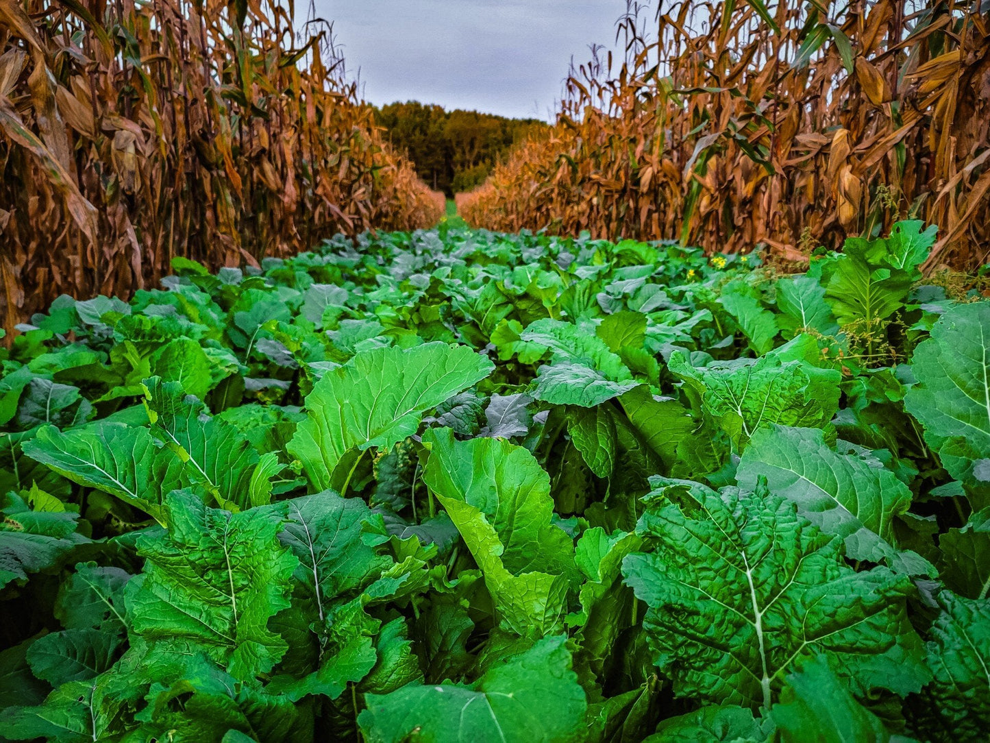 Bombshell™ Brassica Food Plot Seed
