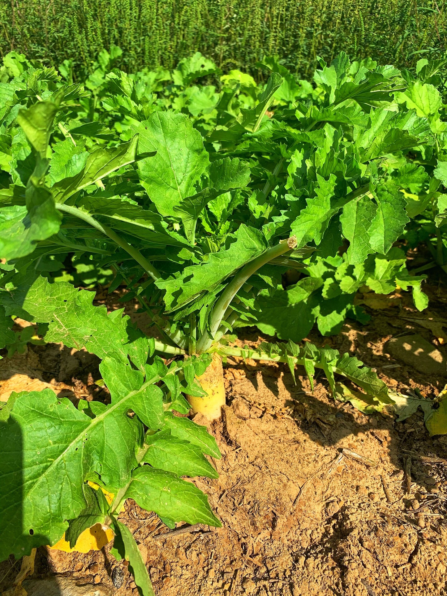 Illicit Deer Radish – Fall Food Plot Seed for Sandy or Tough Soils (Advanced Habitat Solutions)