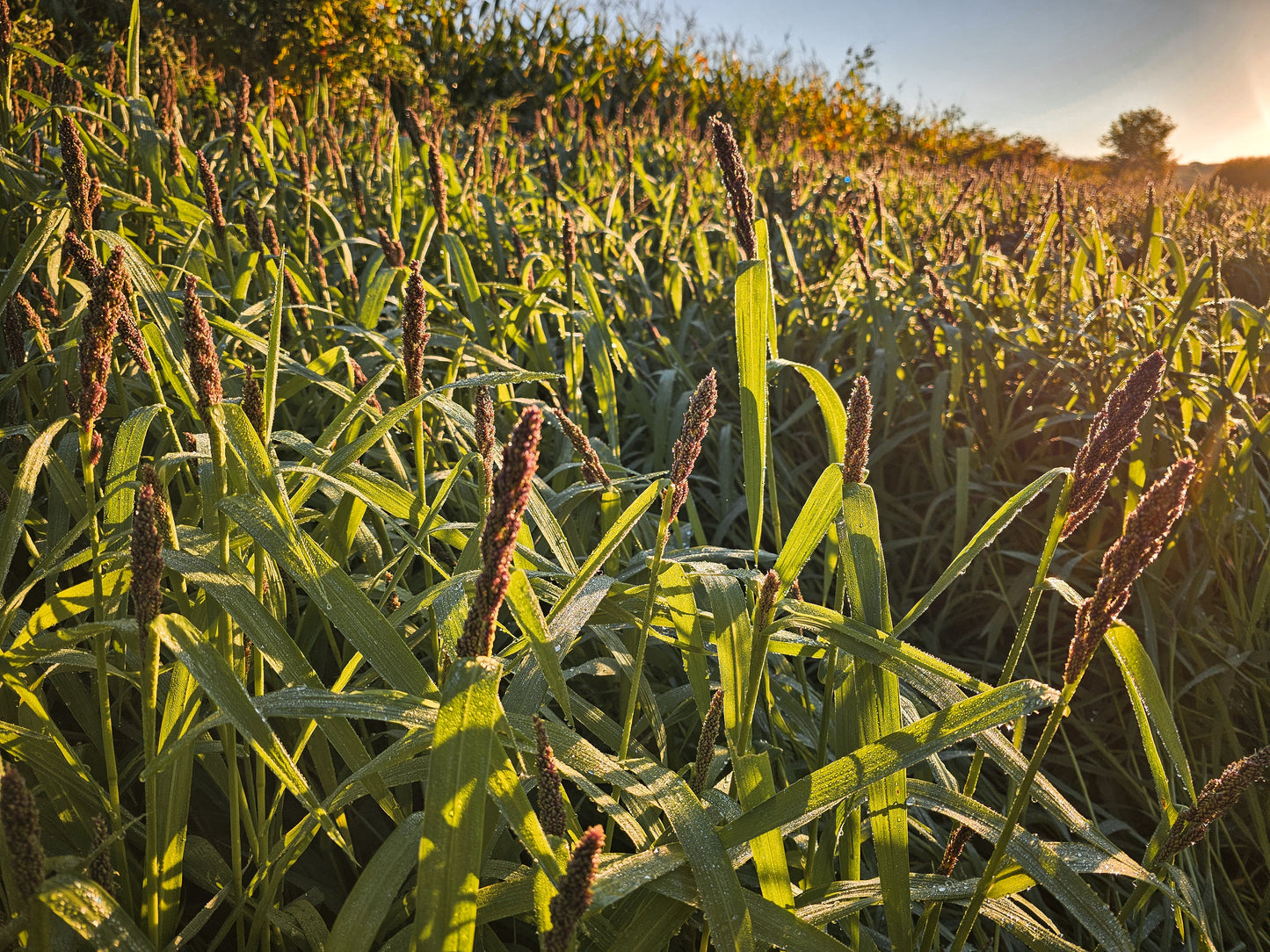 LANDING STRIP - COVER AND FOOD - WATERFOWL FOOD PLOT BLEND