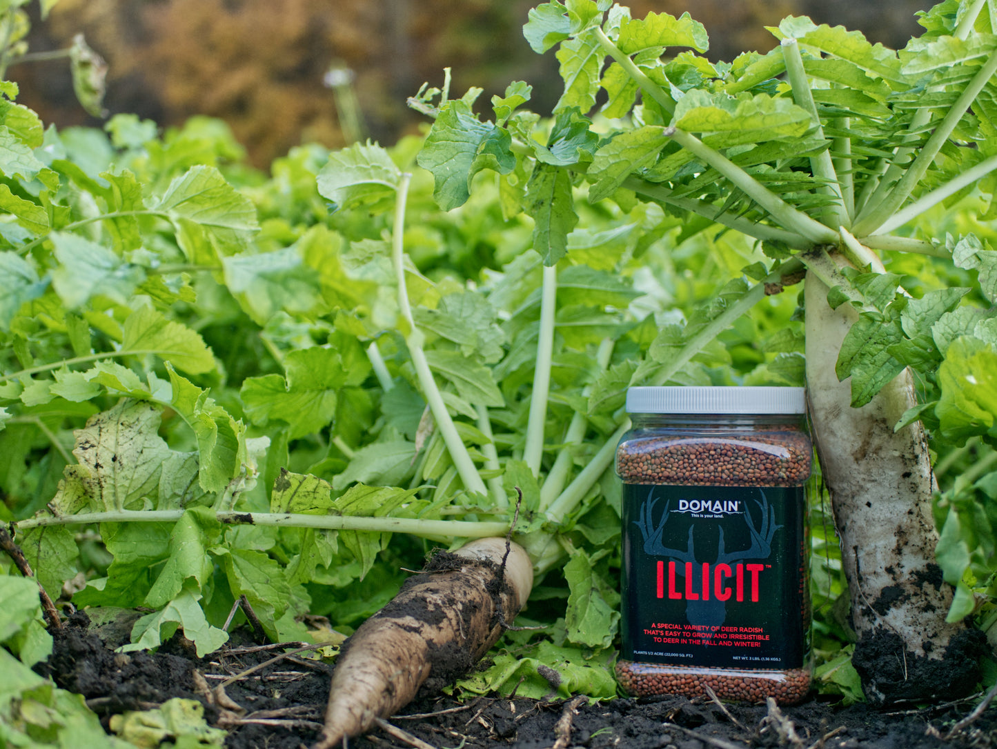 Illicit Deer Radish – Fall Food Plot Seed for Sandy or Tough Soils (Advanced Habitat Solutions)