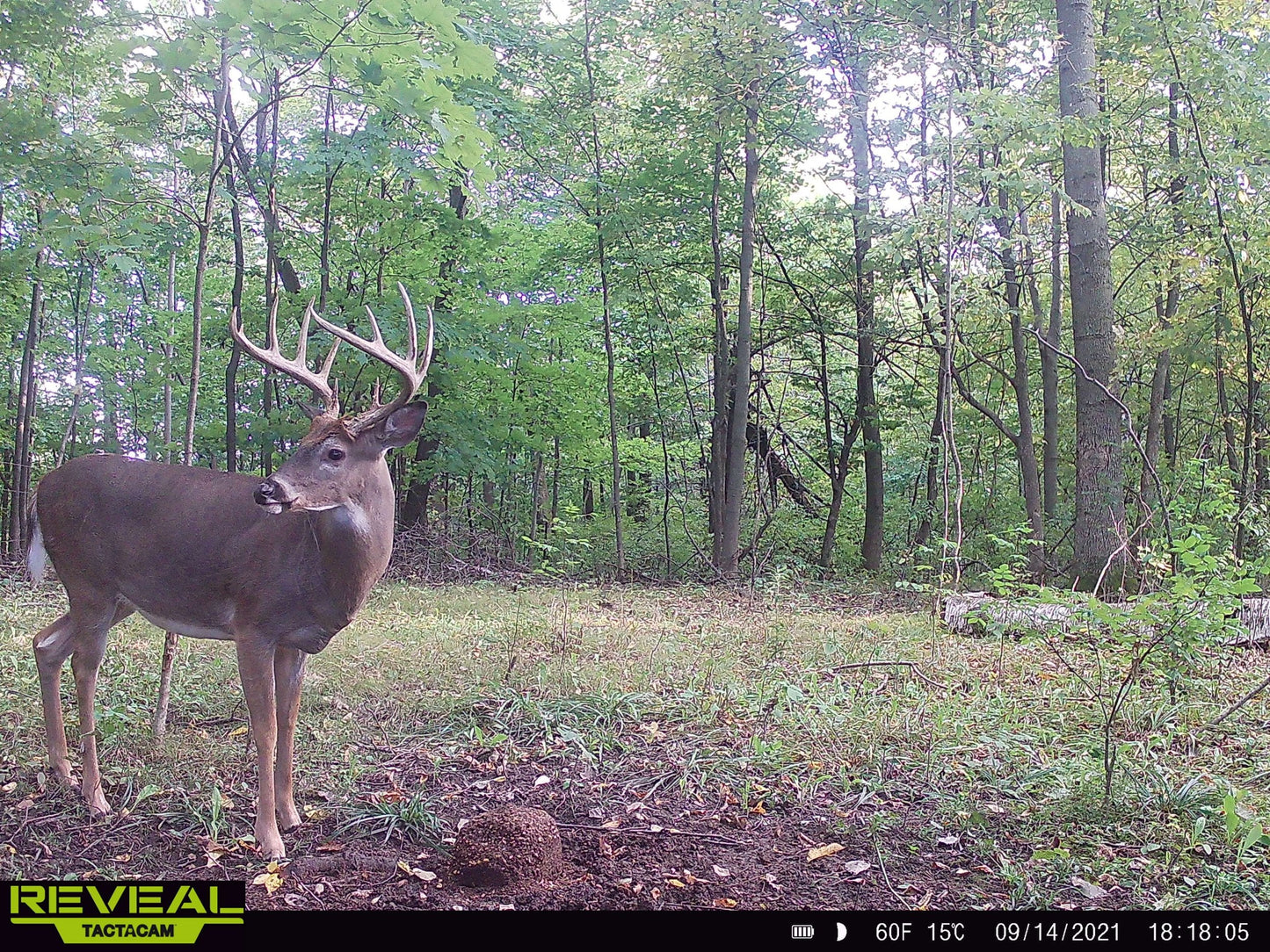 DOMAIN'S STOCKPILE DEER BLOCK - POWERFUL PROTEIN AND ENERGY