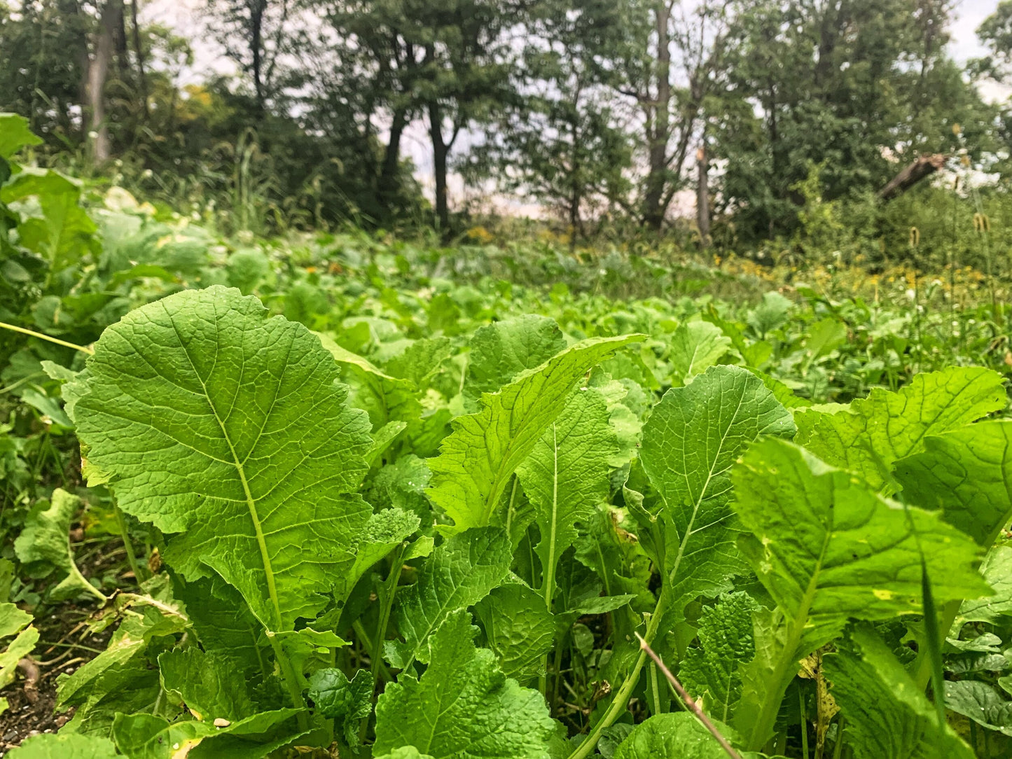 Bombshell™ Brassica Food Plot Seed