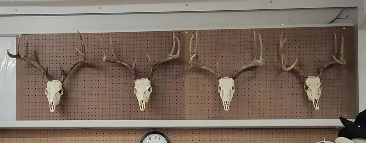 European Mount Skull Hanger, Deer Skull Wall Mount Hanger for Hanging Deer Head