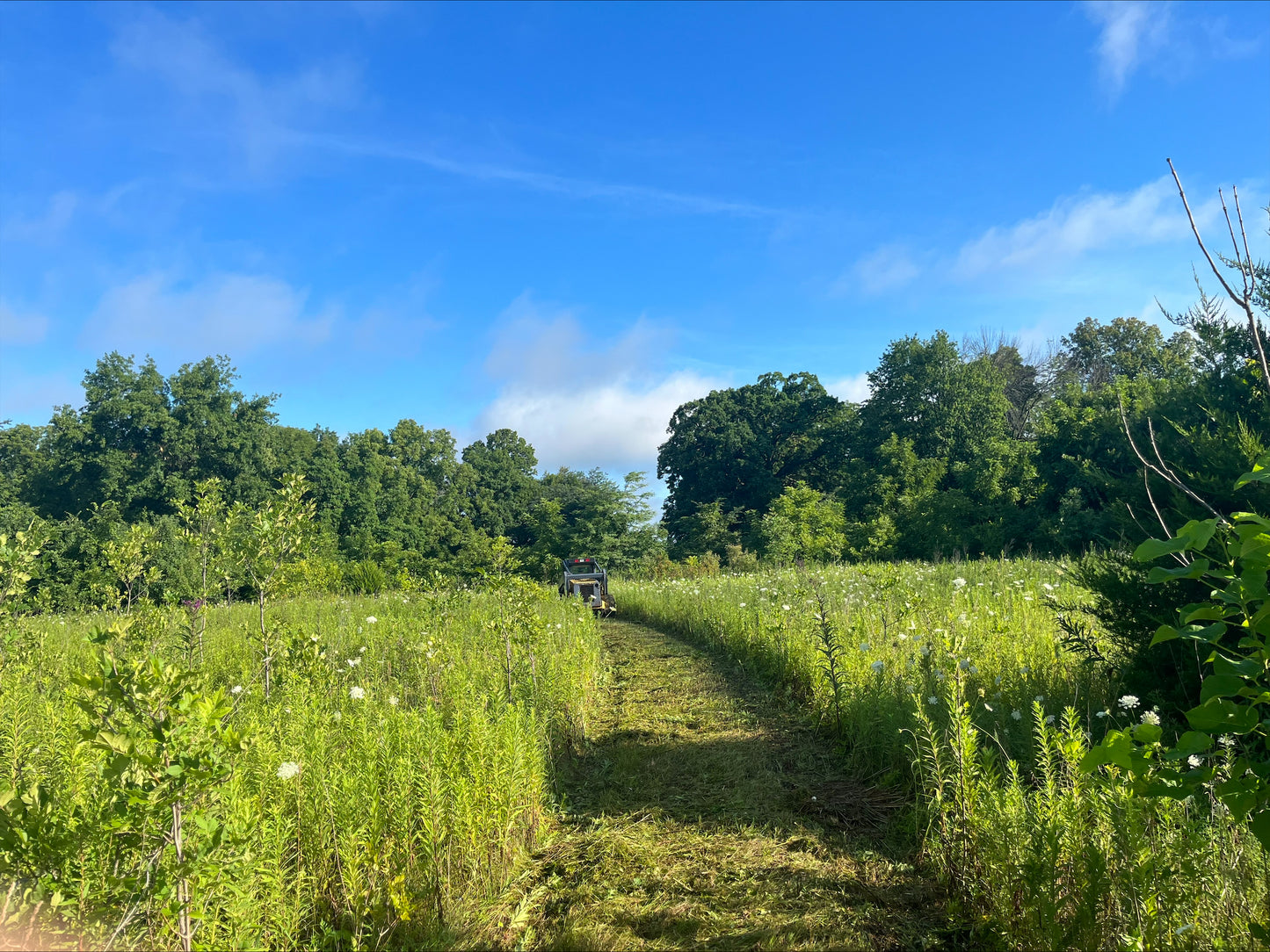Indiana Whitetail Deer Habitat Consultation Visits