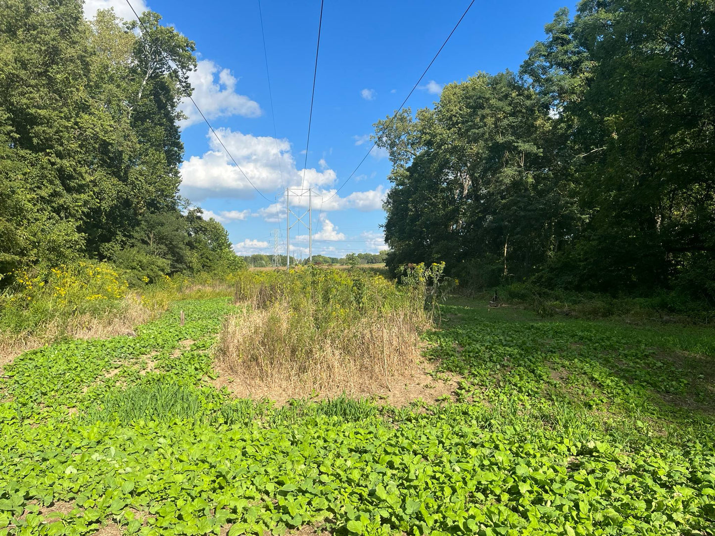 Indiana Full-Service Food Plot Services | From Clearing to Planting