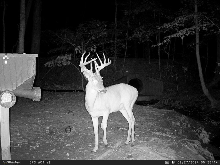 WiseEye DC-2 Cellular Trail Camera – Smart AI Scouting, HD Photos & Videos, HuntControl App