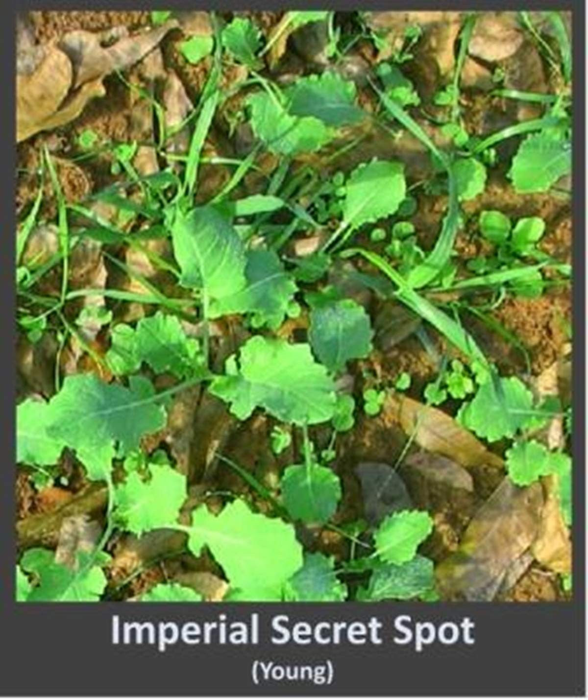 Whitetail Institute Imperial Whitetail Secret SPOT Private Food Plot Seed,