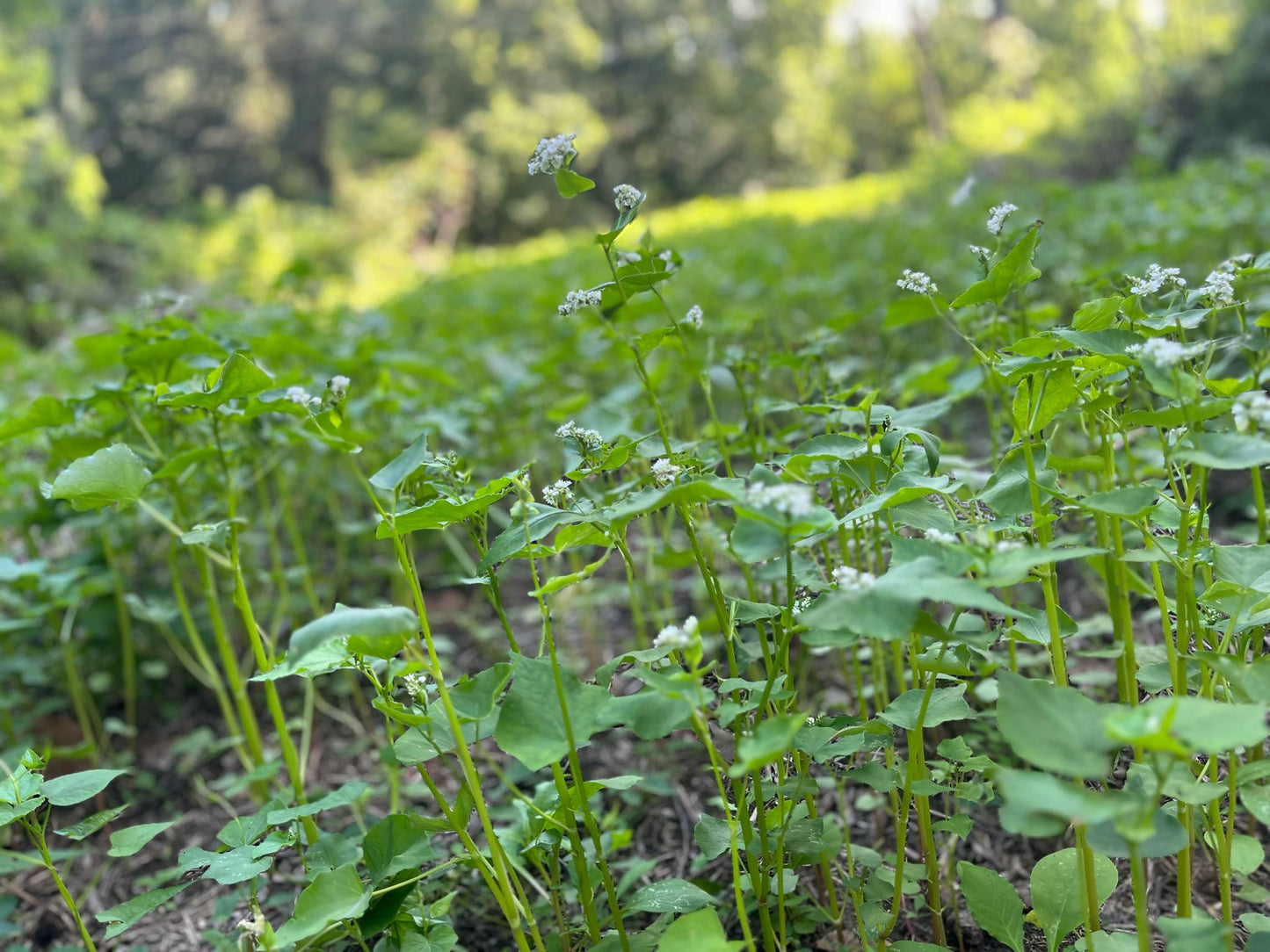 Buckwheat plants with small white flowers in a food plot