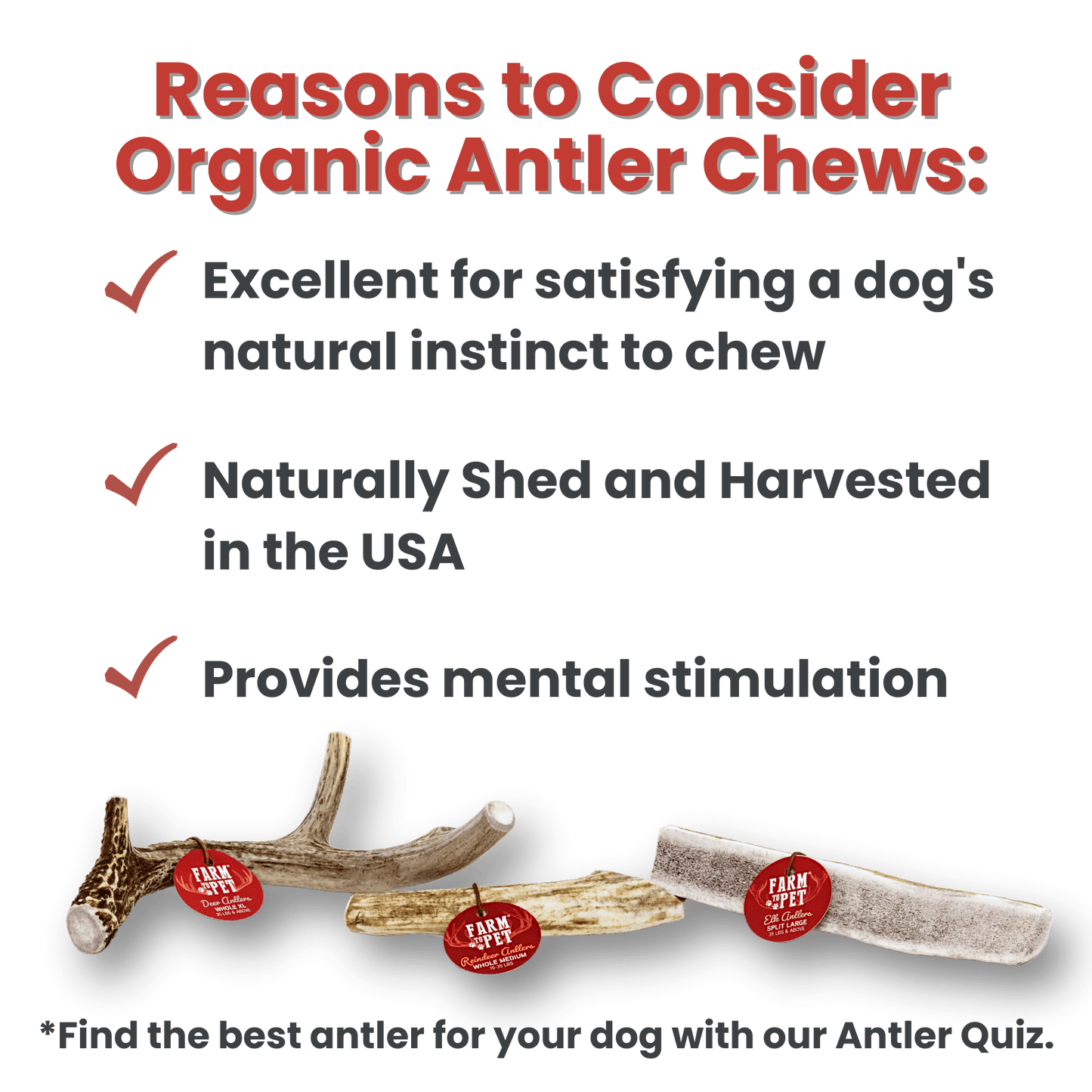 Whole Elk Antlers for Dogs