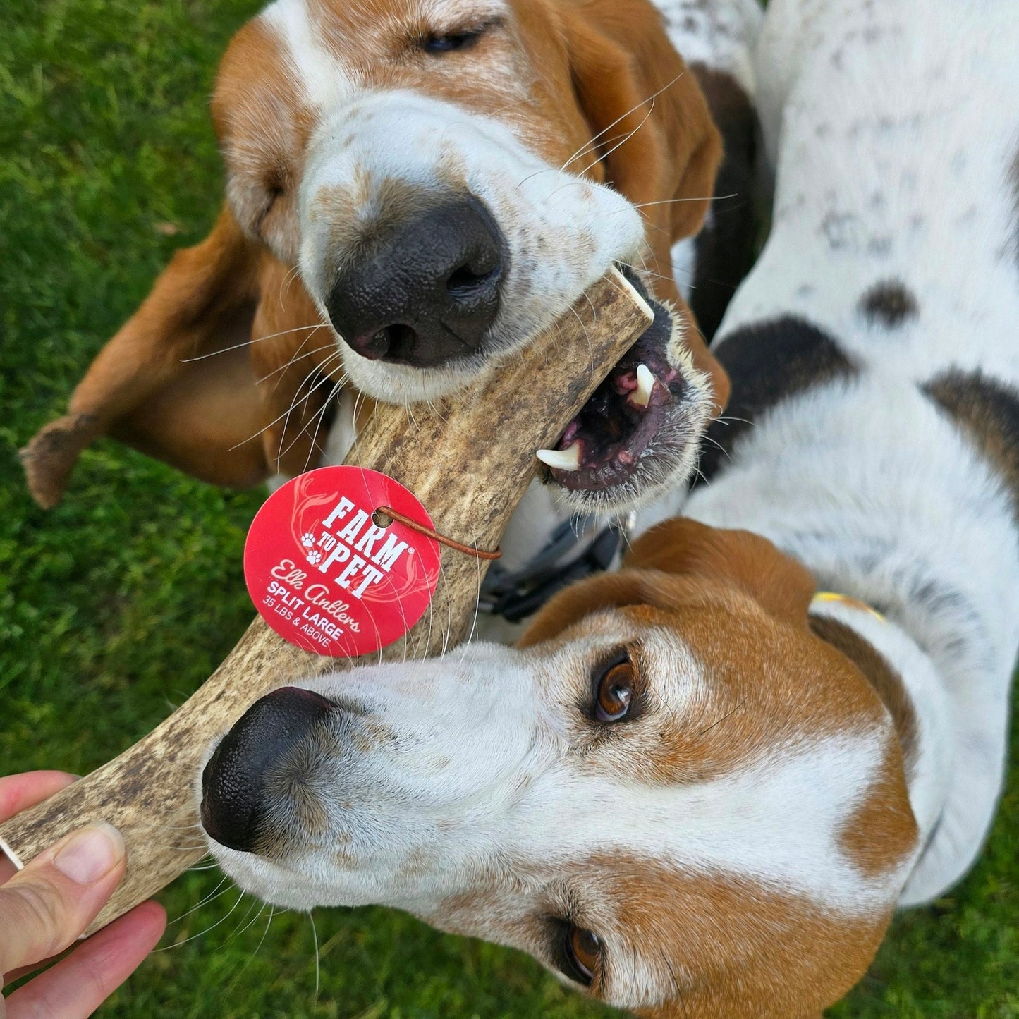 Split Elk Antlers for Dogs