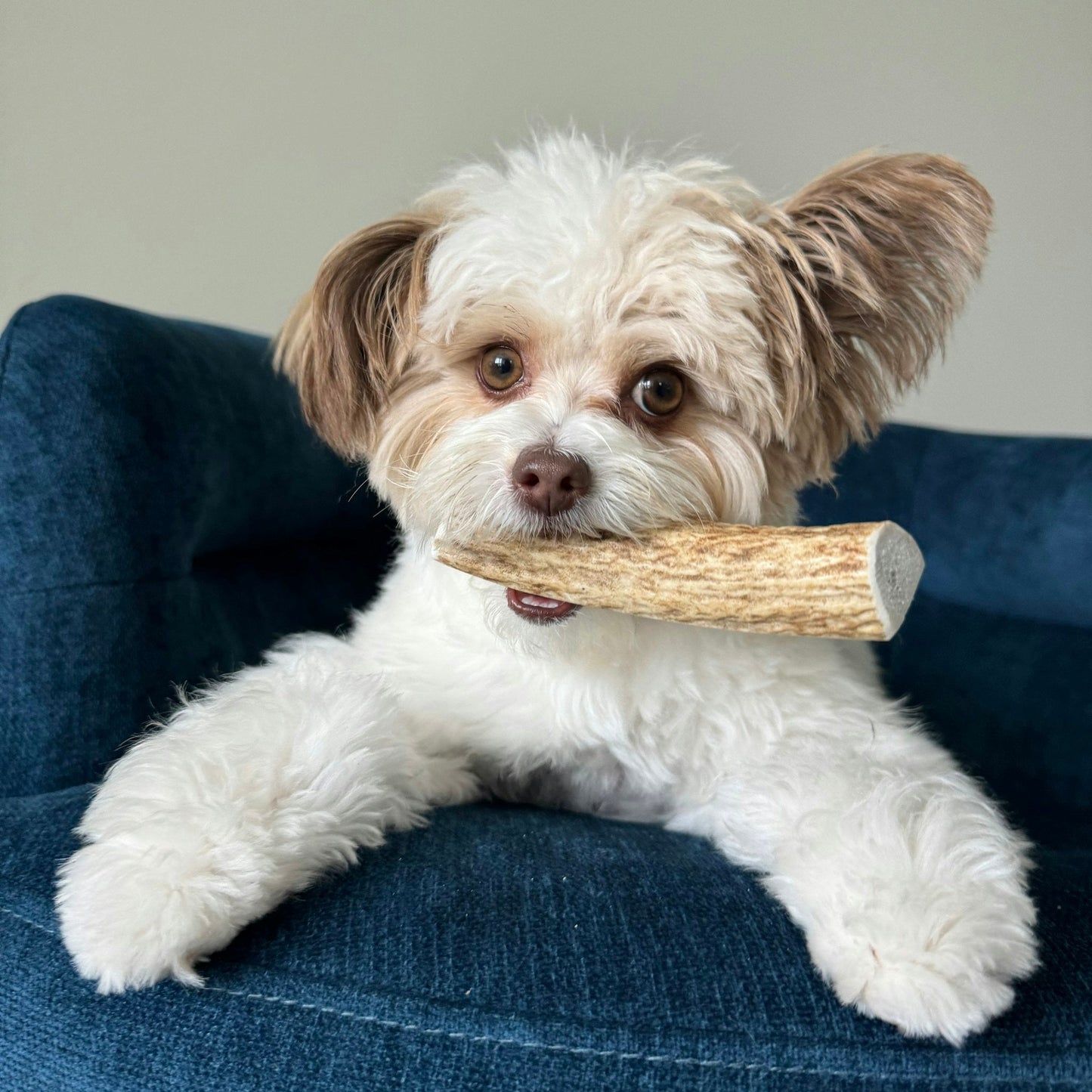 Split Elk Antlers for Dogs