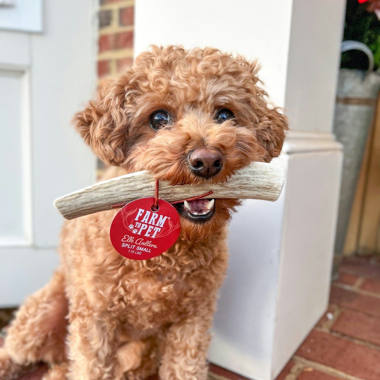 Split Elk Antlers for Dogs