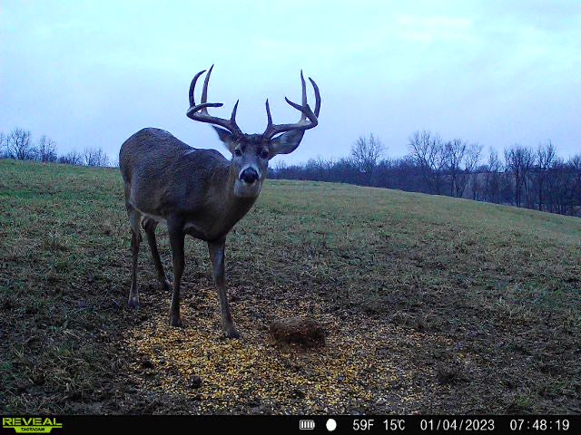 DOMAIN'S STOCKPILE DEER BLOCK - POWERFUL PROTEIN AND ENERGY