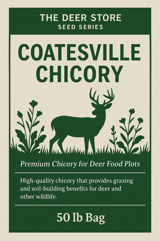 best place to get chicory in indiana