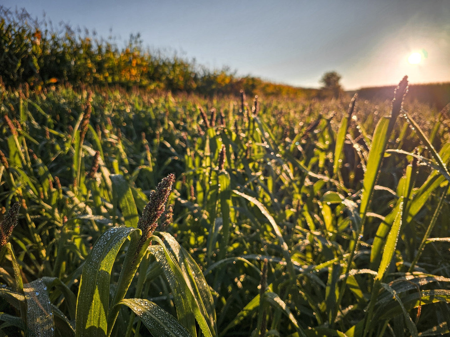 LANDING STRIP - COVER AND FOOD - WATERFOWL FOOD PLOT BLEND