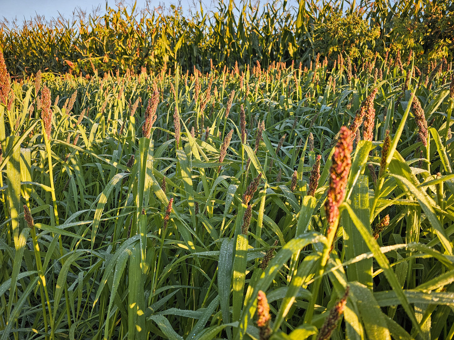 LANDING STRIP - COVER AND FOOD - WATERFOWL FOOD PLOT BLEND