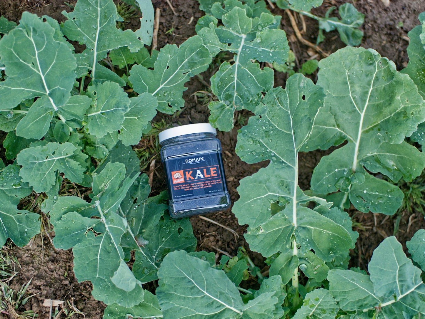 Domain Pounder - Kale Food Plot Seed