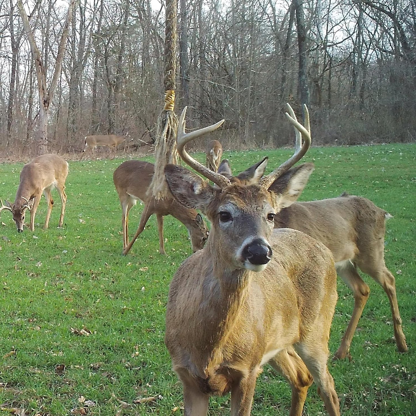 Wildlife Research Center Golden Rope Scent Rope Kit - Single Scent Rope Scrape K