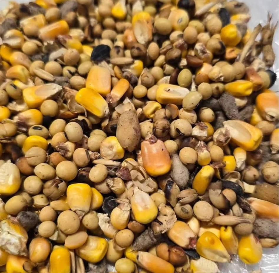 roasted soybeans, whole corn nuts, and other various nutrition bites for deer in mtx trail mix