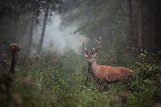 Red Deer Stag in Foggy Autumn Forest Photo Photograph Deer Poster Deer Photo Deer Art Deer Pictures Wall Decor Deer Antler Pictures Deer Antler Wall Decor Deer Cool Wall Art Print Poster 36X24