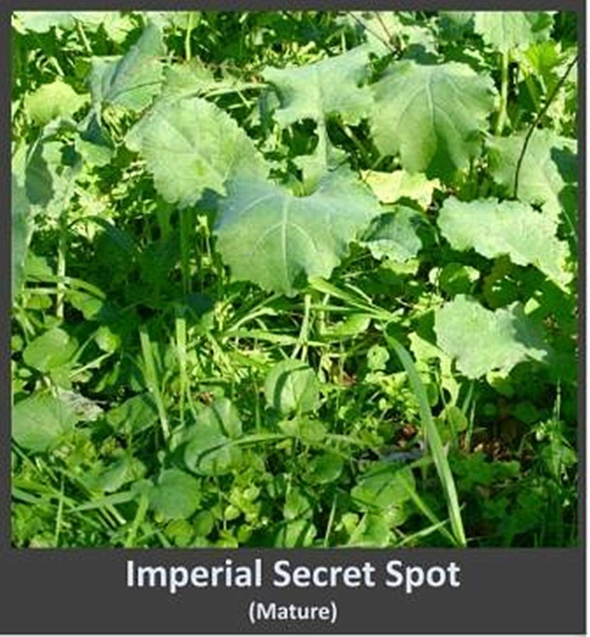 Whitetail Institute Imperial Whitetail Secret SPOT Private Food Plot Seed,