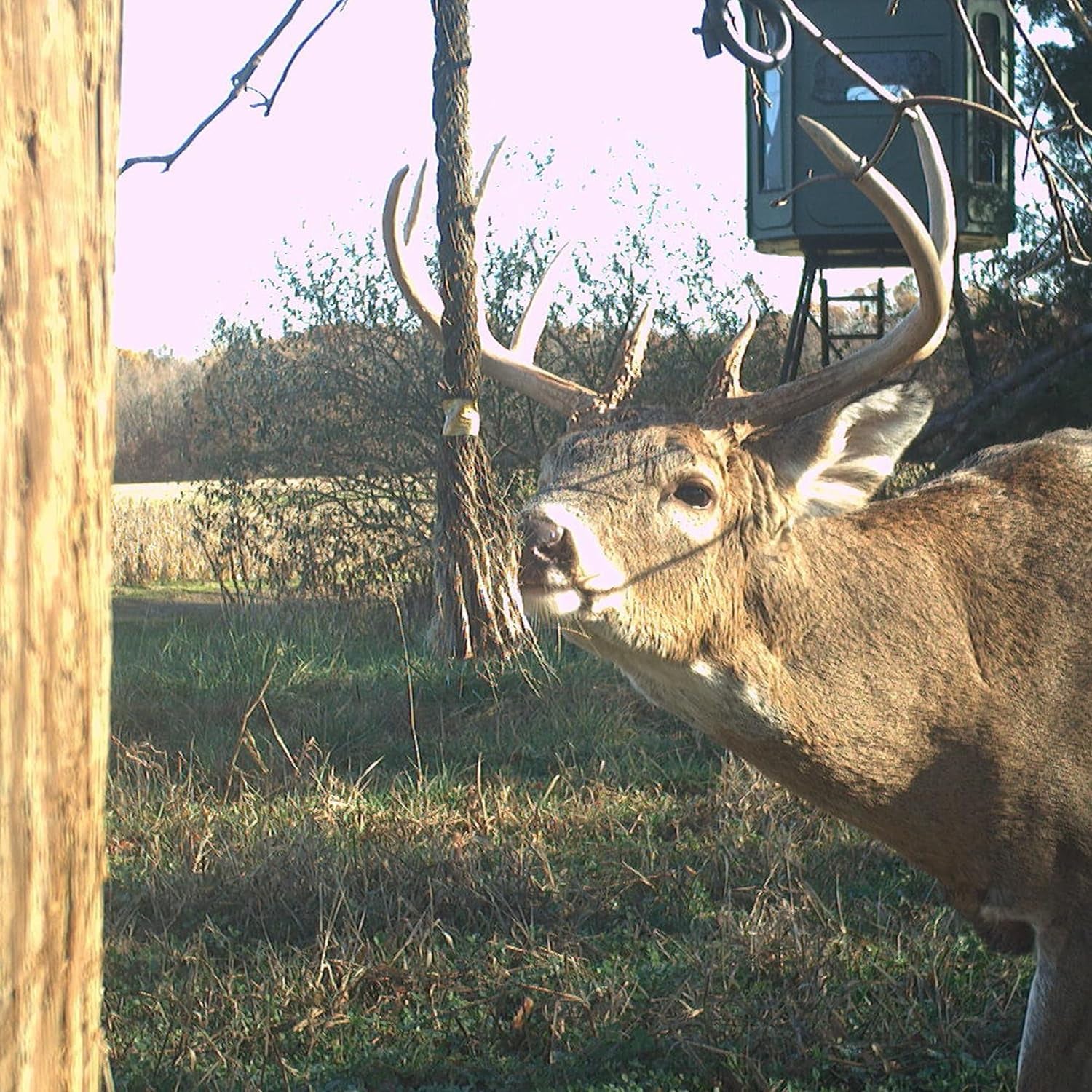 Wildlife Research Center Golden Rope Scent Rope Kit - Single Scent Rope Scrape K