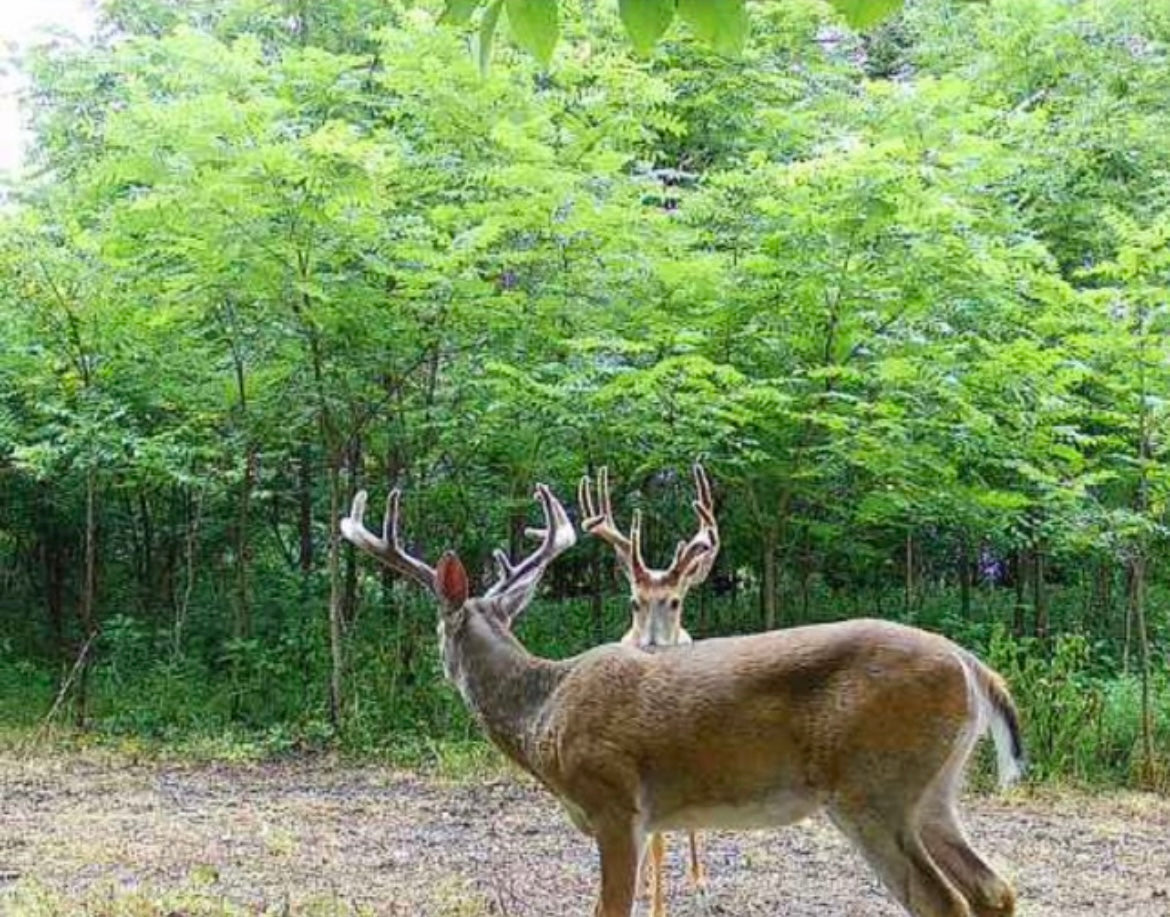 Indiana Whitetail Deer Habitat Consultation Visits