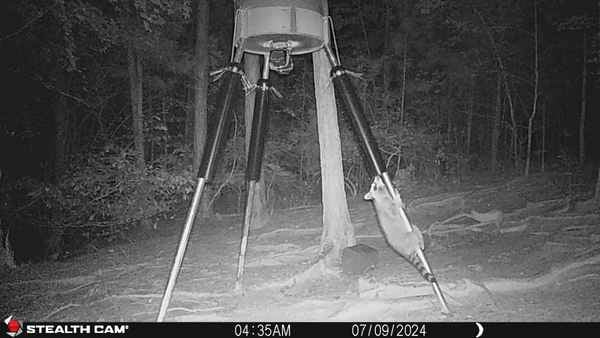 after spring sliders install the raccoon cant climb to get feed