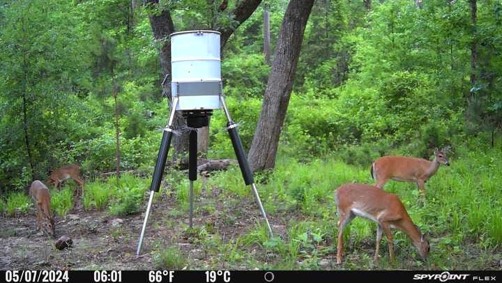 deer eating feed instead of raccoons
