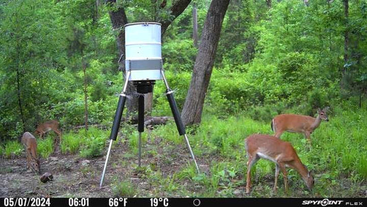Deer around a food dispenser in a forest setting