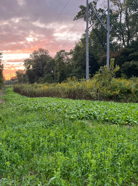 Indiana Whitetail Deer Habitat Consultation Visits
