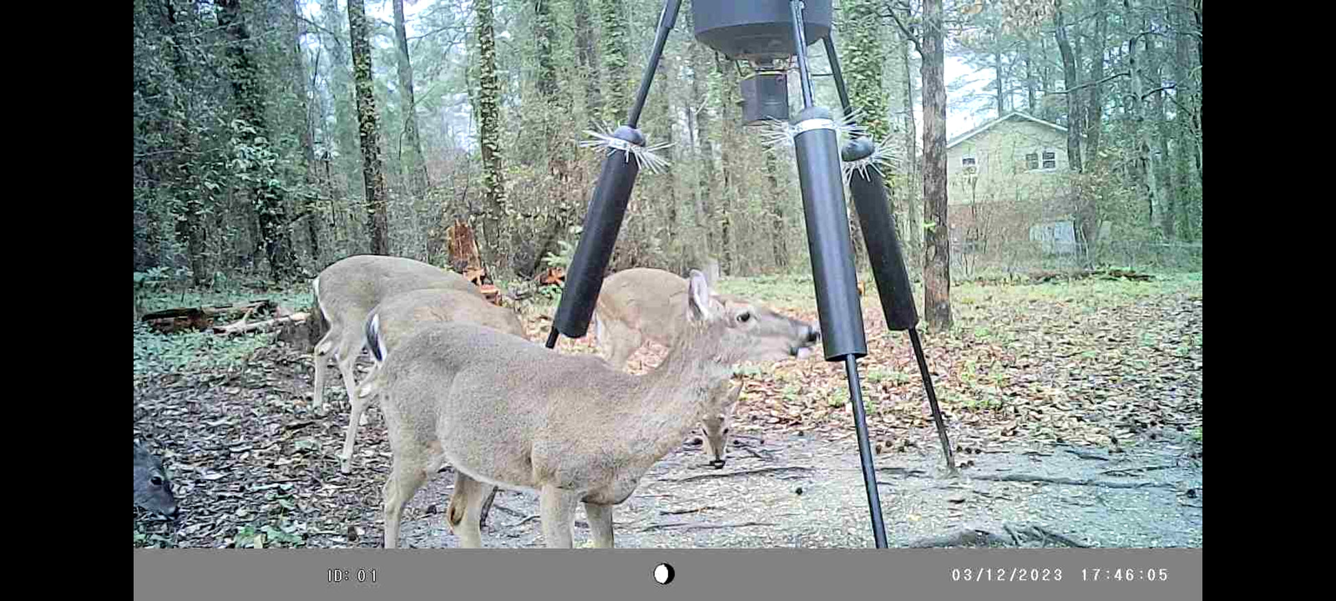 Two deer near a feeder being protected by spring sliders in a forest setting