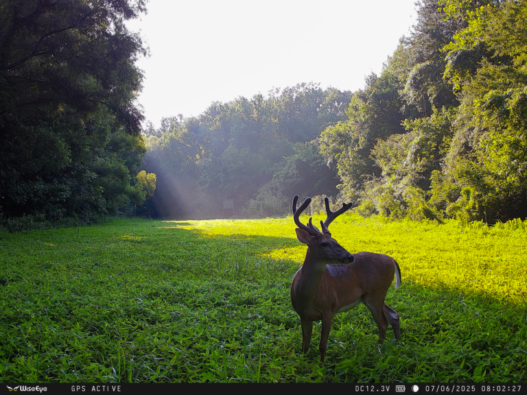 WiseEye DC-2 Cellular Trail Camera – Smart AI Scouting, HD Photos & Videos, HuntControl App