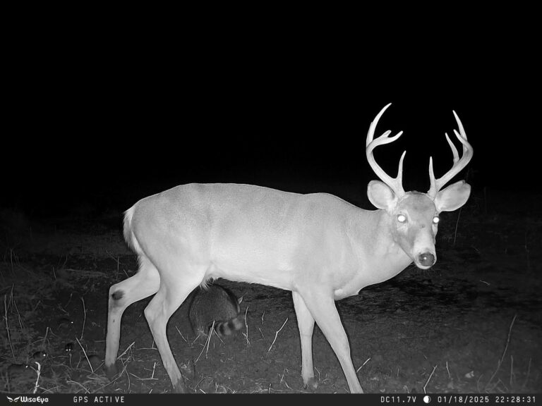 WiseEye DC-2 Cellular Trail Camera – Smart AI Scouting, HD Photos & Videos, HuntControl App