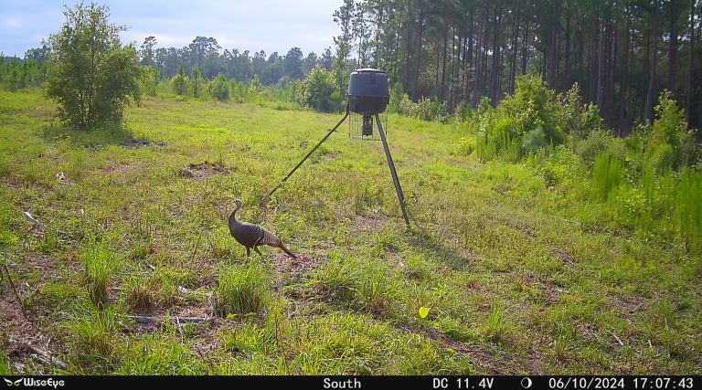 WiseEye MC-2 Mini Cam – Compact Cellular Trail Camera with AI, HD Photos & Videos